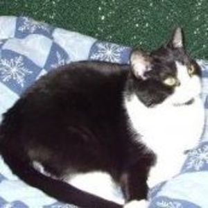 Meet your Posher, Roma